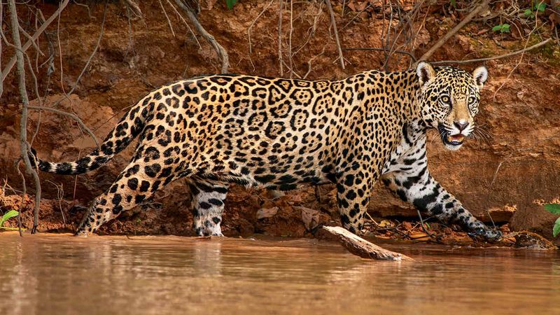 Jaguar