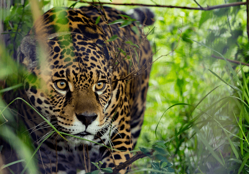 Jaguar