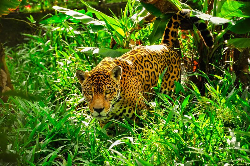 Jaguars