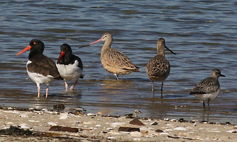 Jamaica Bay Wildlife Refuge, New York