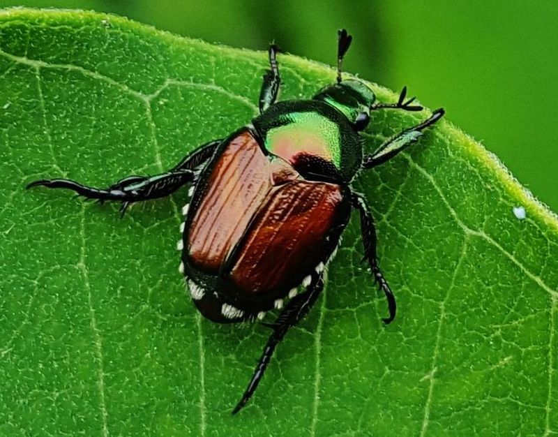 Japanese Beetle