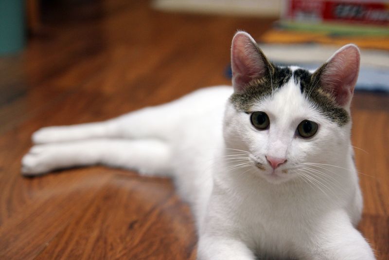 Japanese Bobtail