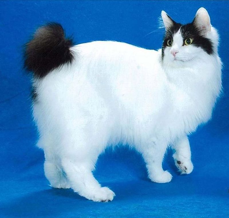 Japanese Bobtail