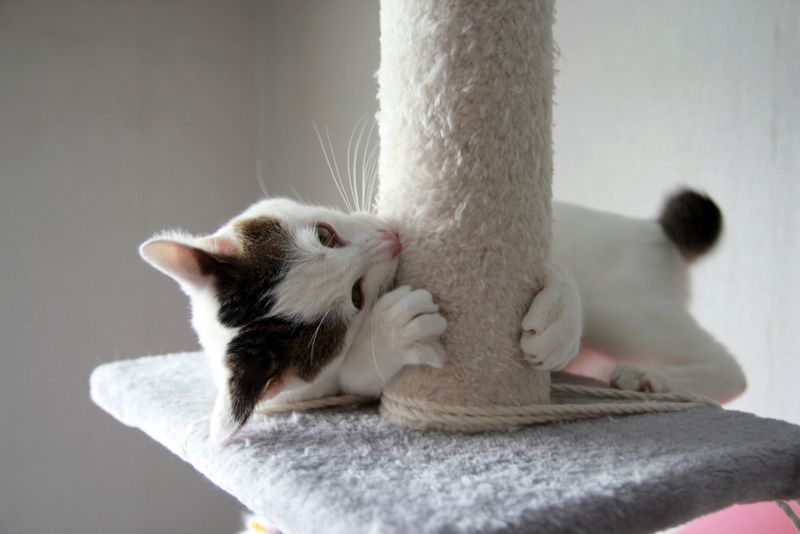 Japanese Bobtail