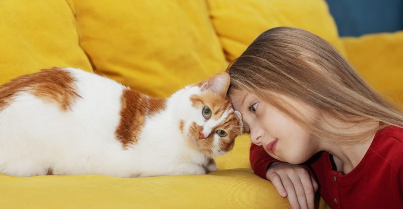 Japanese Bobtail