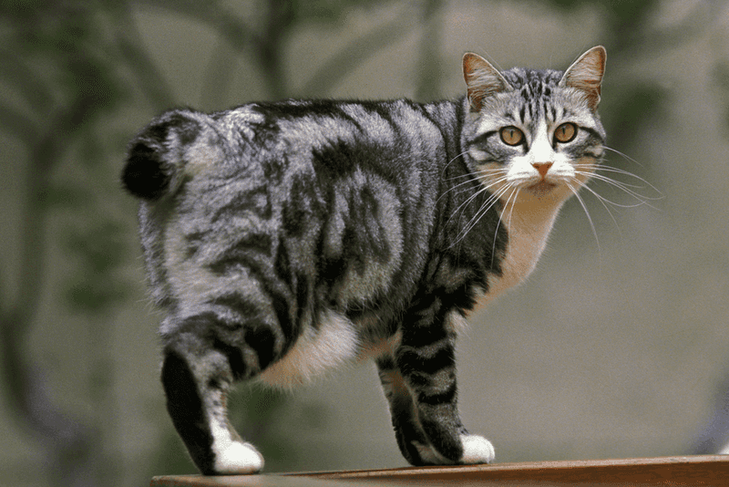 Japanese Bobtail