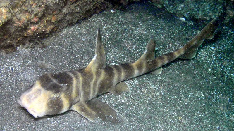 Japanese Bullhead Shark