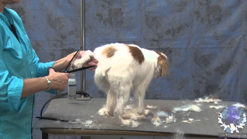 Japanese Chin