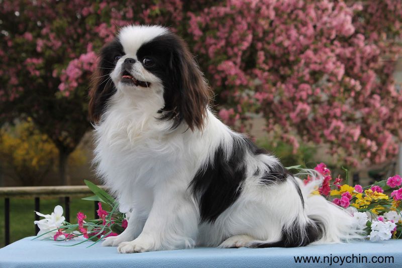 Japanese Chin