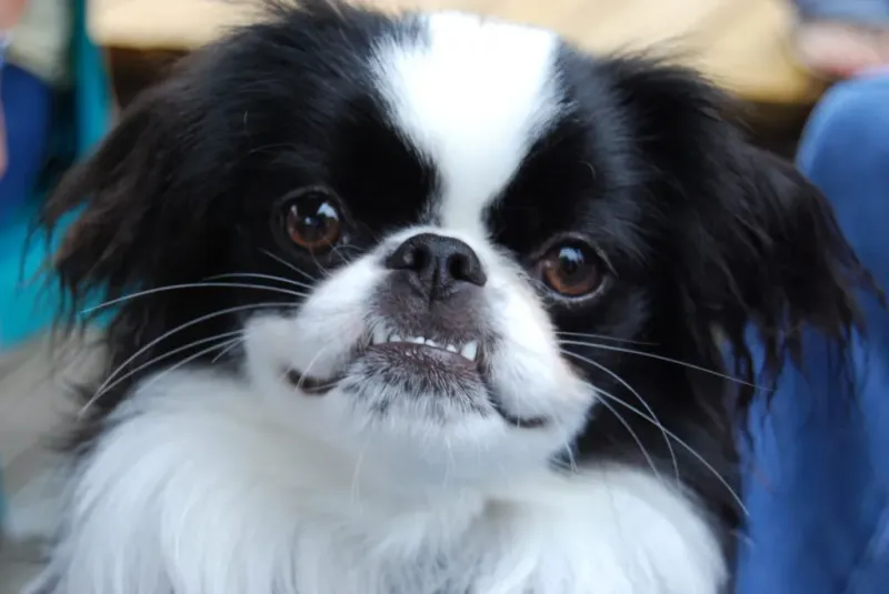Japanese Chin