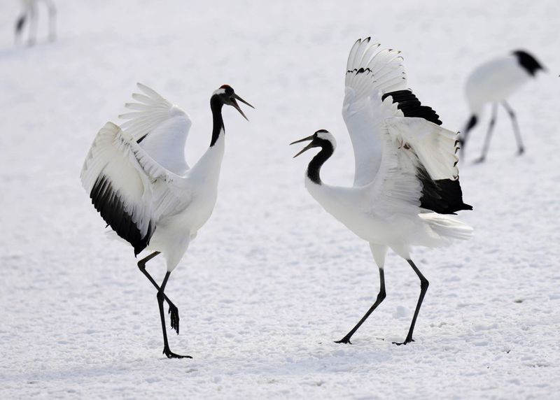Japanese Crane