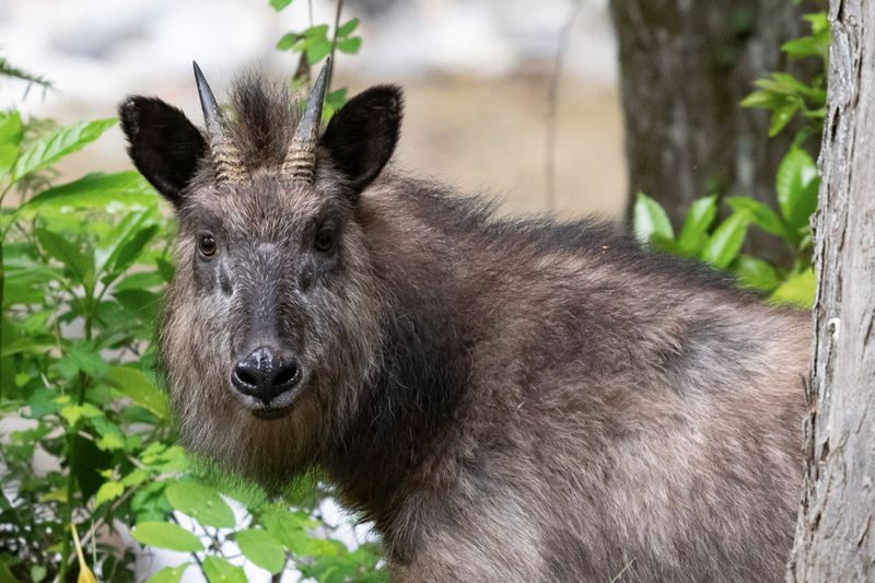 Japanese Serow
