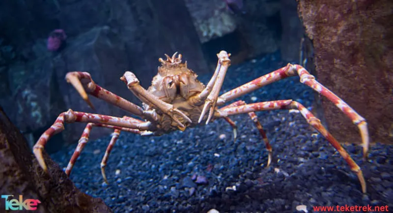 Japanese Spider Crab