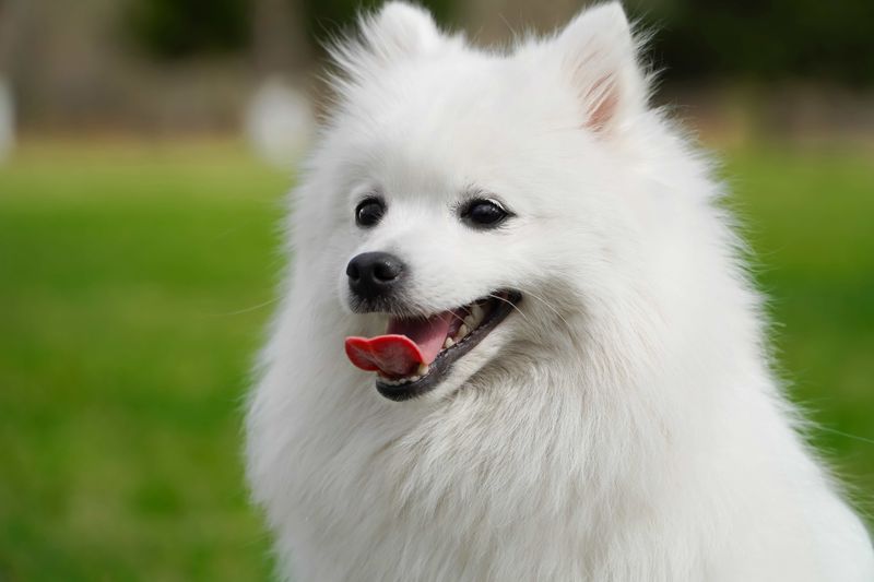 Japanese Spitz
