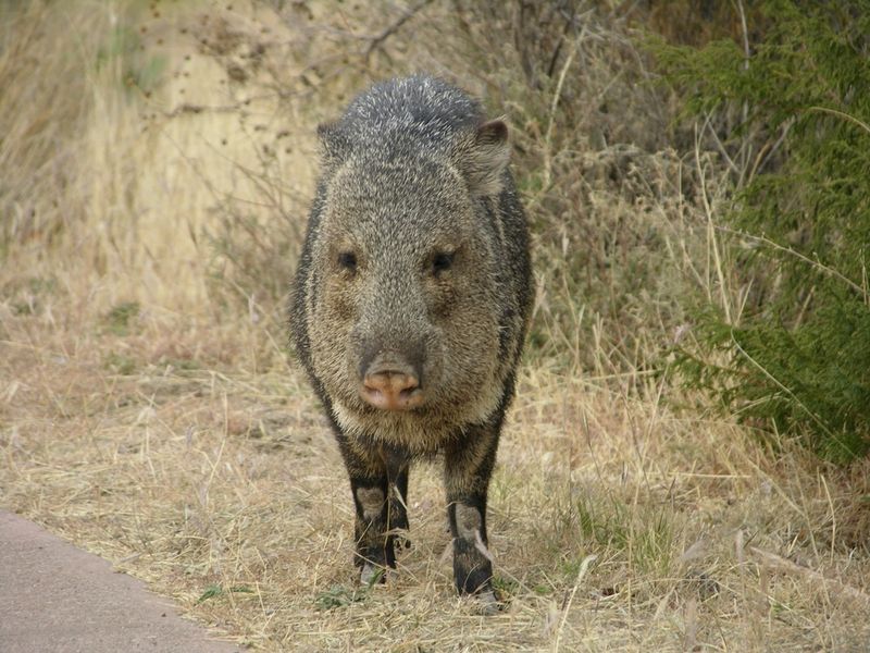 Javelina