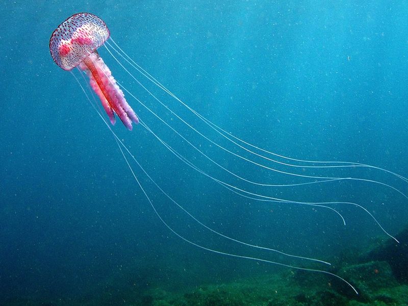 Jellyfish