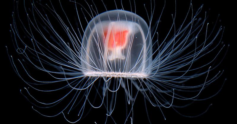 Jellyfish (Turritopsis dohrnii)
