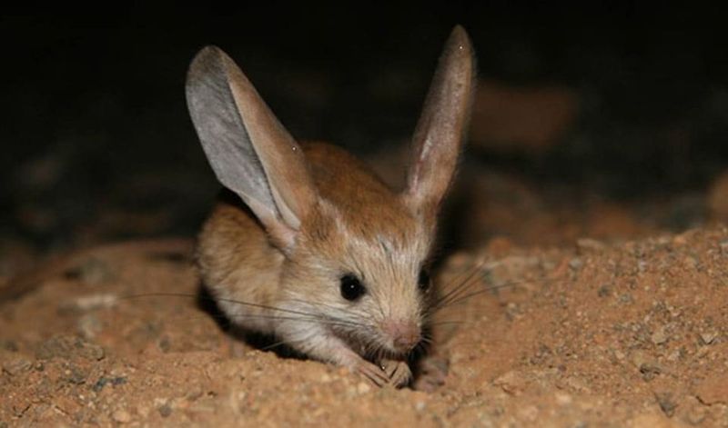 Jerboa