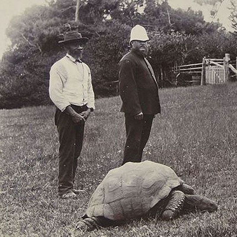 Jonathan the Seychelles Giant Tortoise