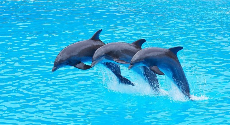 Joyful Companionship