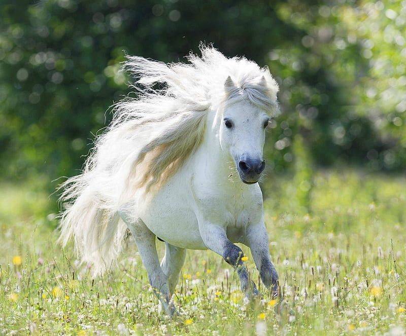 Joyful Galloping in Horses