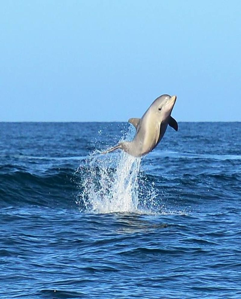 Joyful Leaping in Dolphins