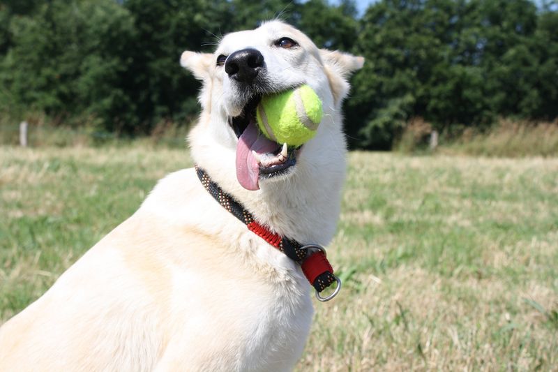 Joyful Playfulness