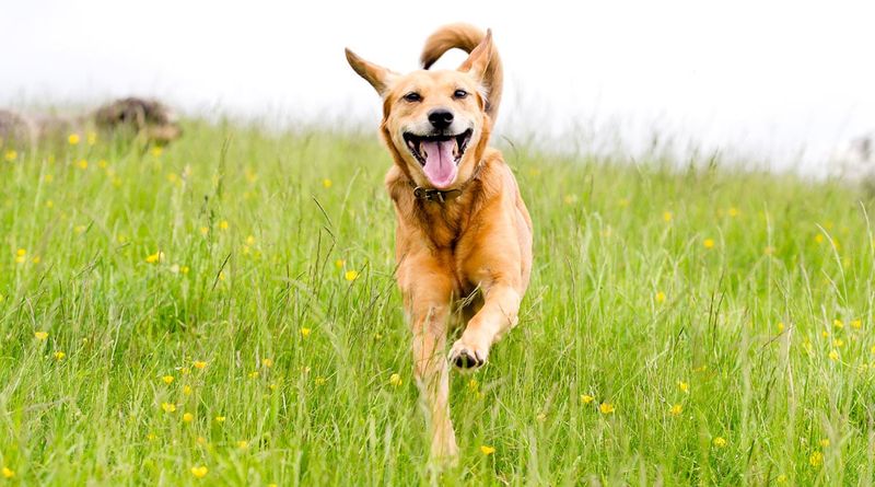Joyful Tail Wagging