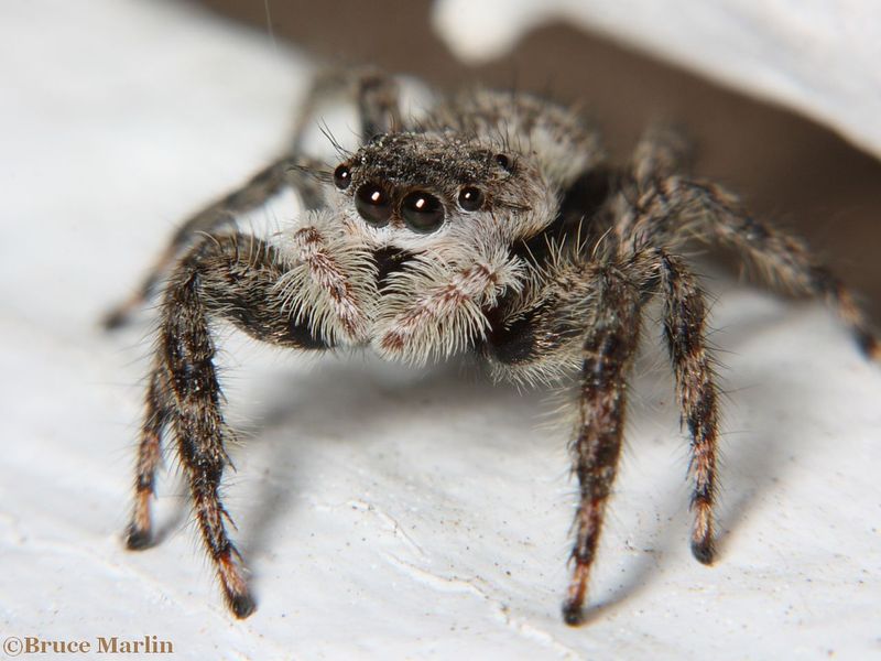 Jumping Spider