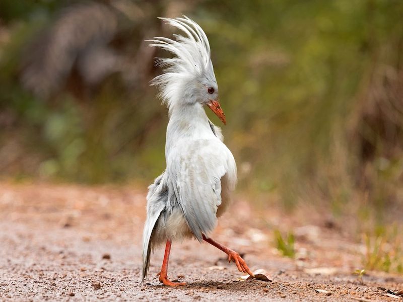 Kagu