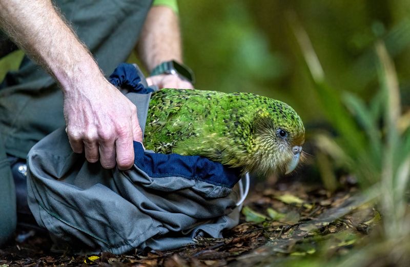 Kakapo