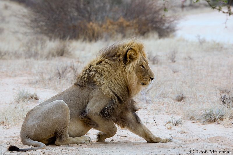 Kalahari Lion