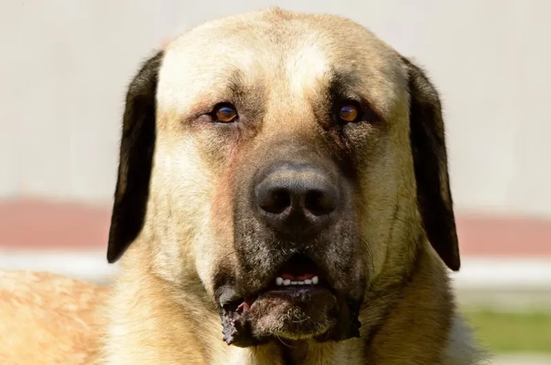Kangal Shepherd Dog