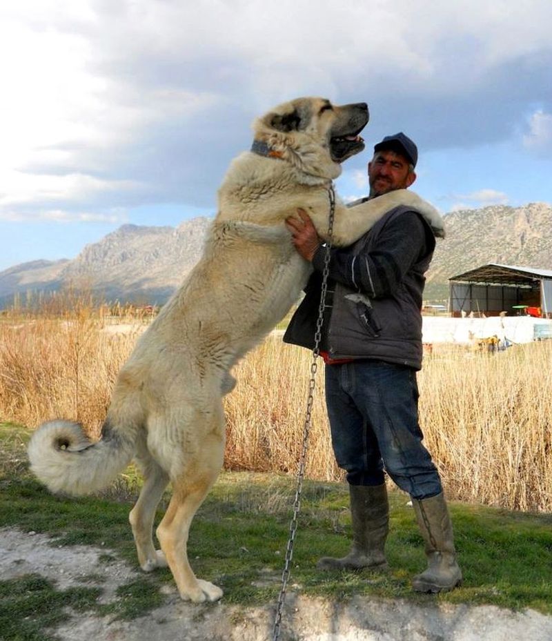Kangal