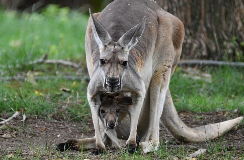 Kangaroo