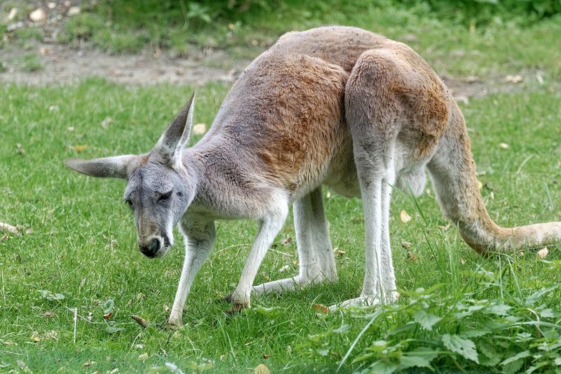 Kangaroo