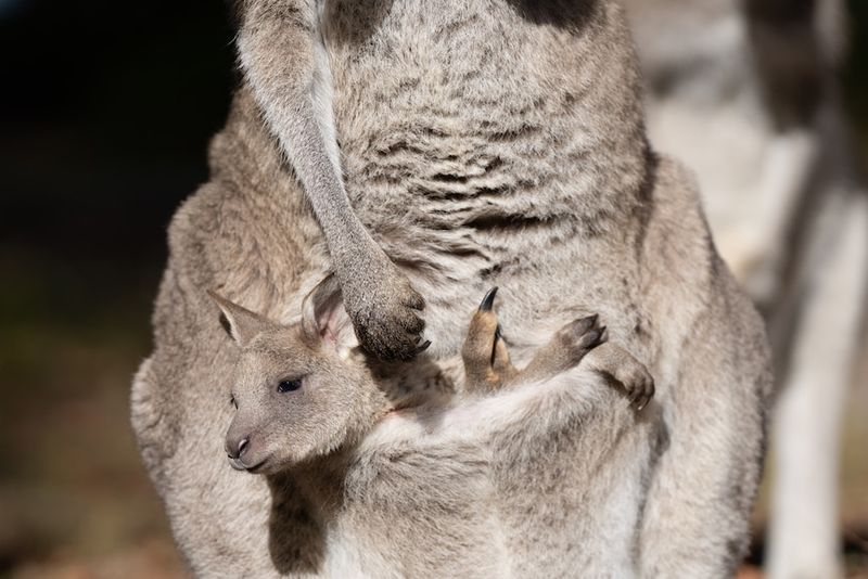 Kangaroo