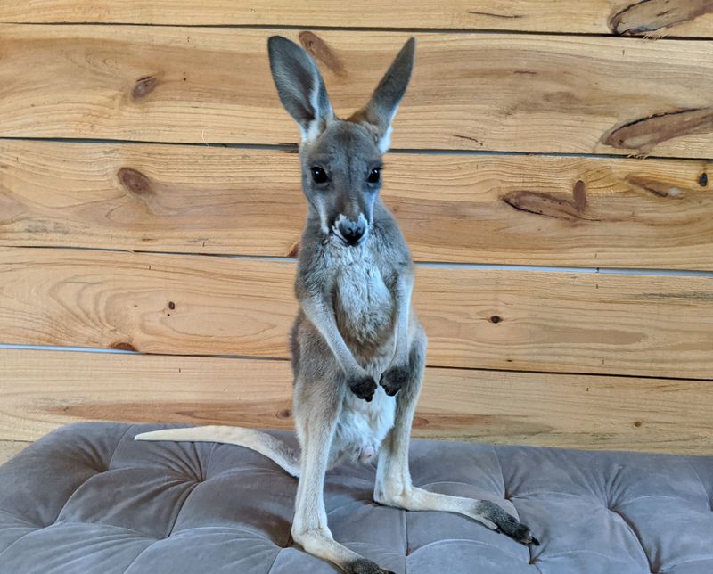 Kangaroo