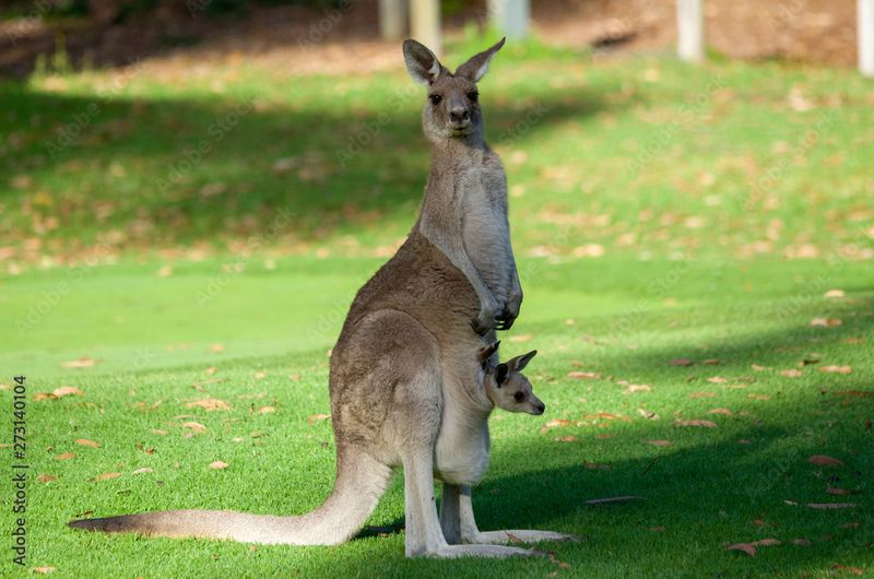 Kangaroo