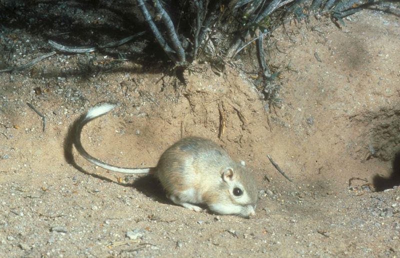 Kangaroo Rat