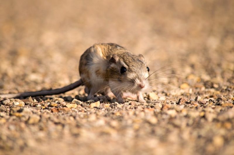 Kangaroo Rat