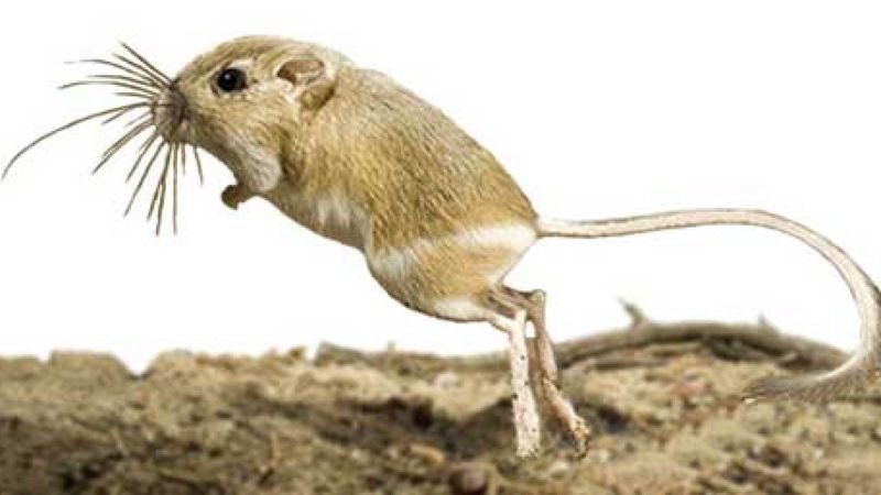 Kangaroo Rat
