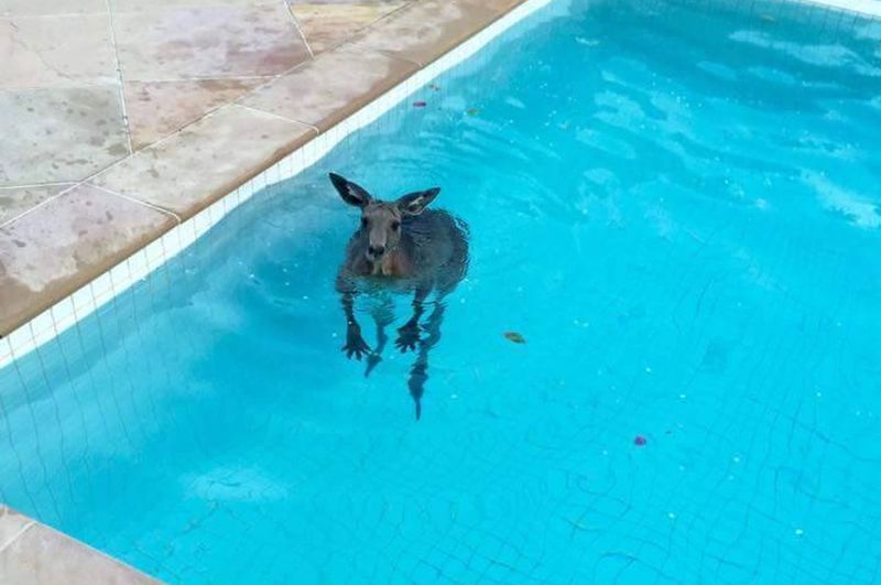 Kangaroo Splashing in Australian Pool