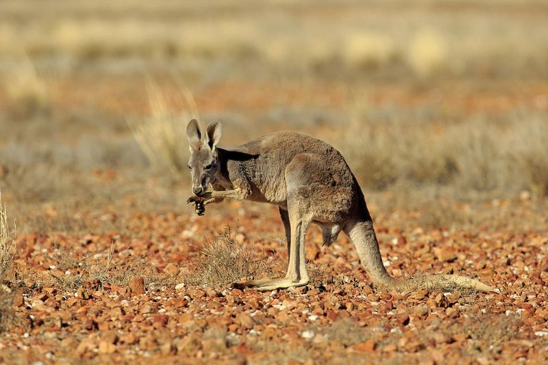 Kangaroos