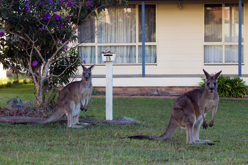 Kangaroos in Canberra