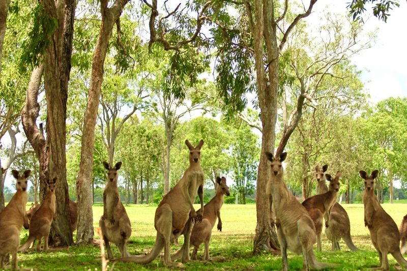 Kangaroos