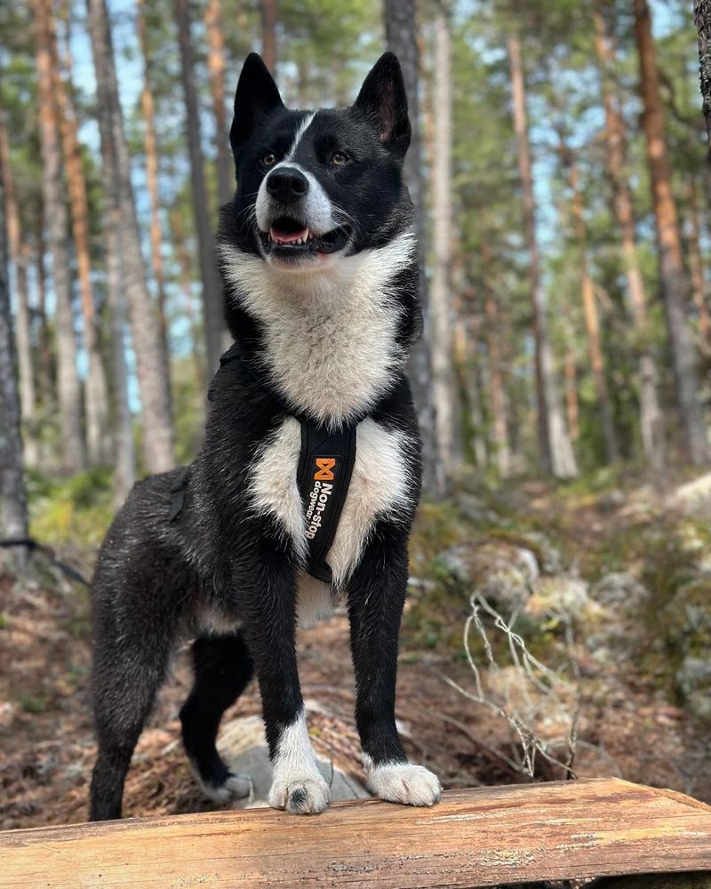 Karelian Bear Dog