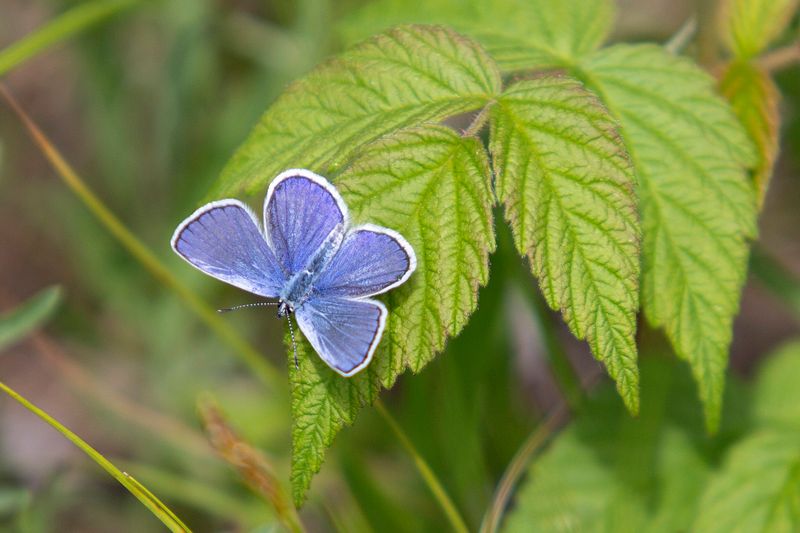 Karner Blue Butterfly