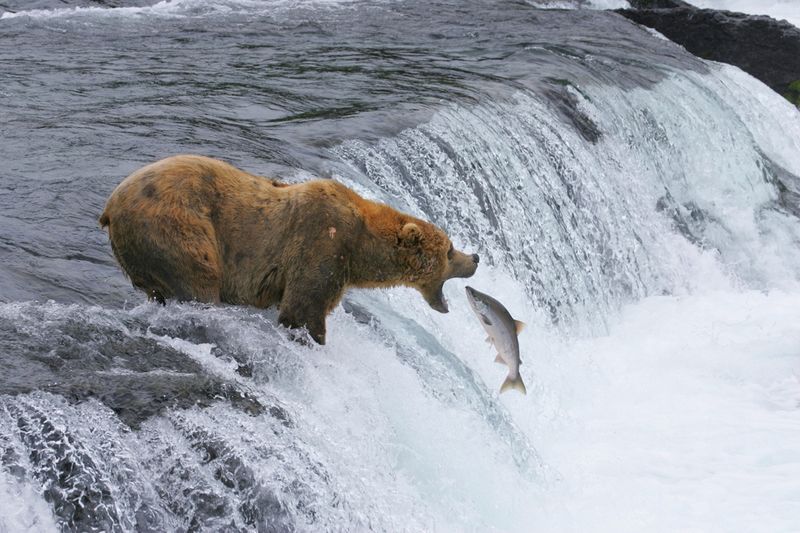 Katmai National Park Bear - The River King