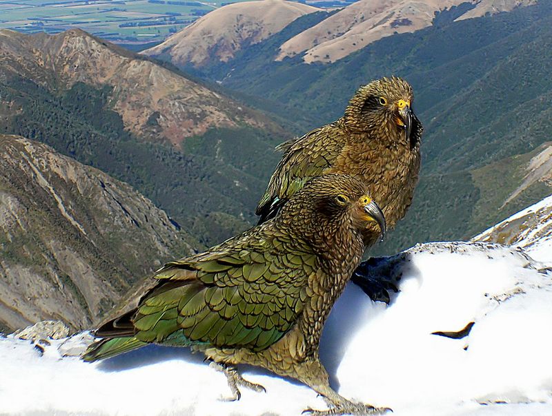 Kea